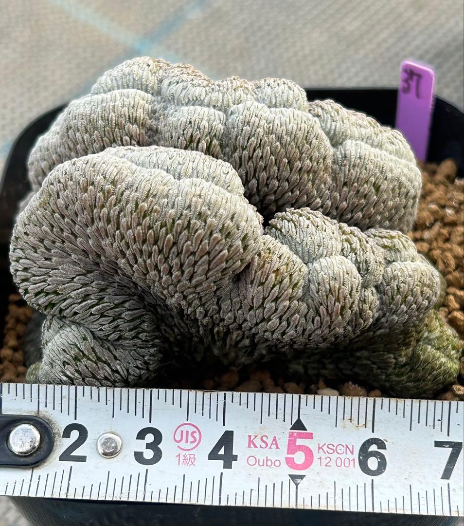 ペレキフォラ　精巧丸綴化