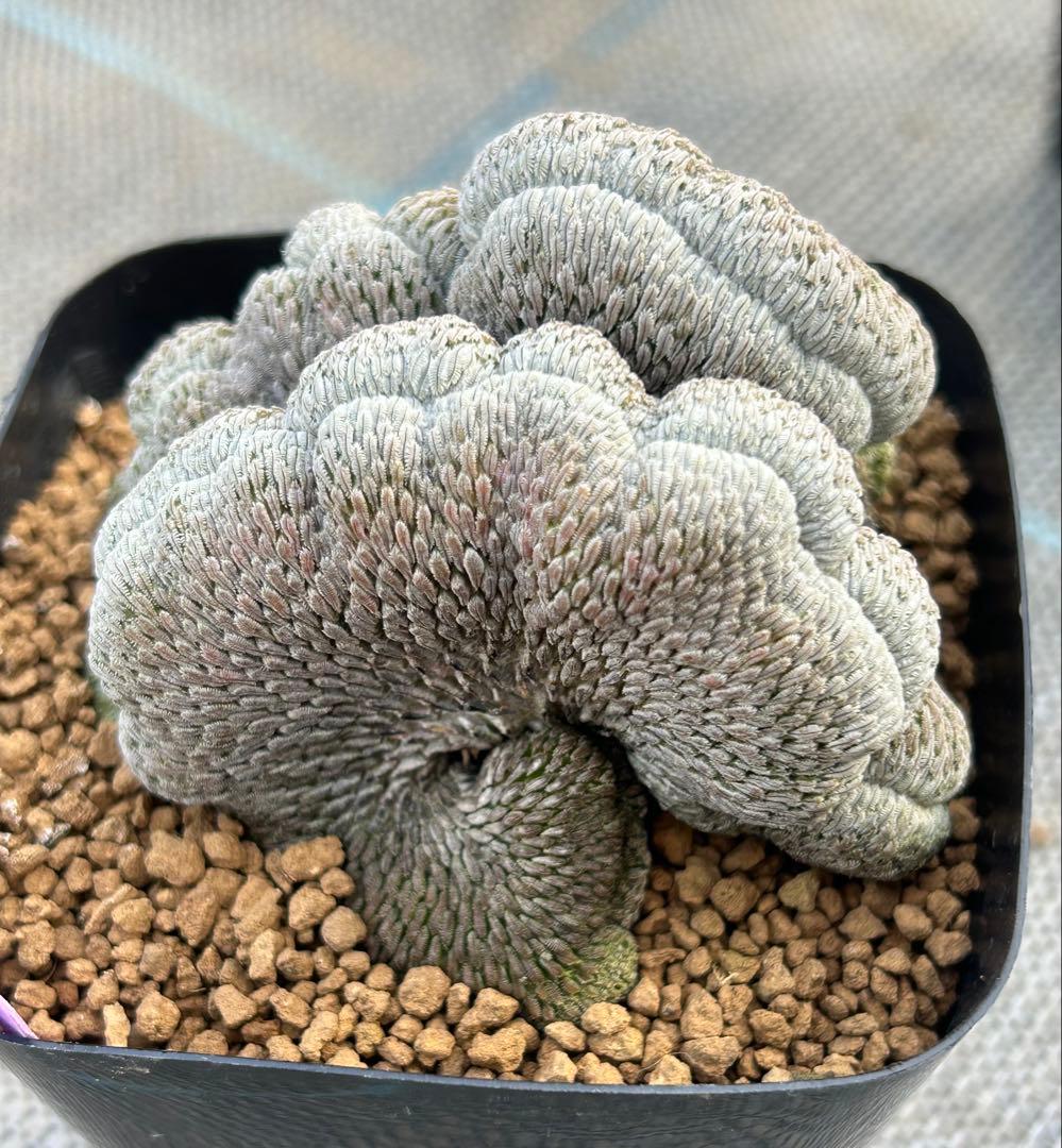 ペレキフォラ　精巧丸綴化