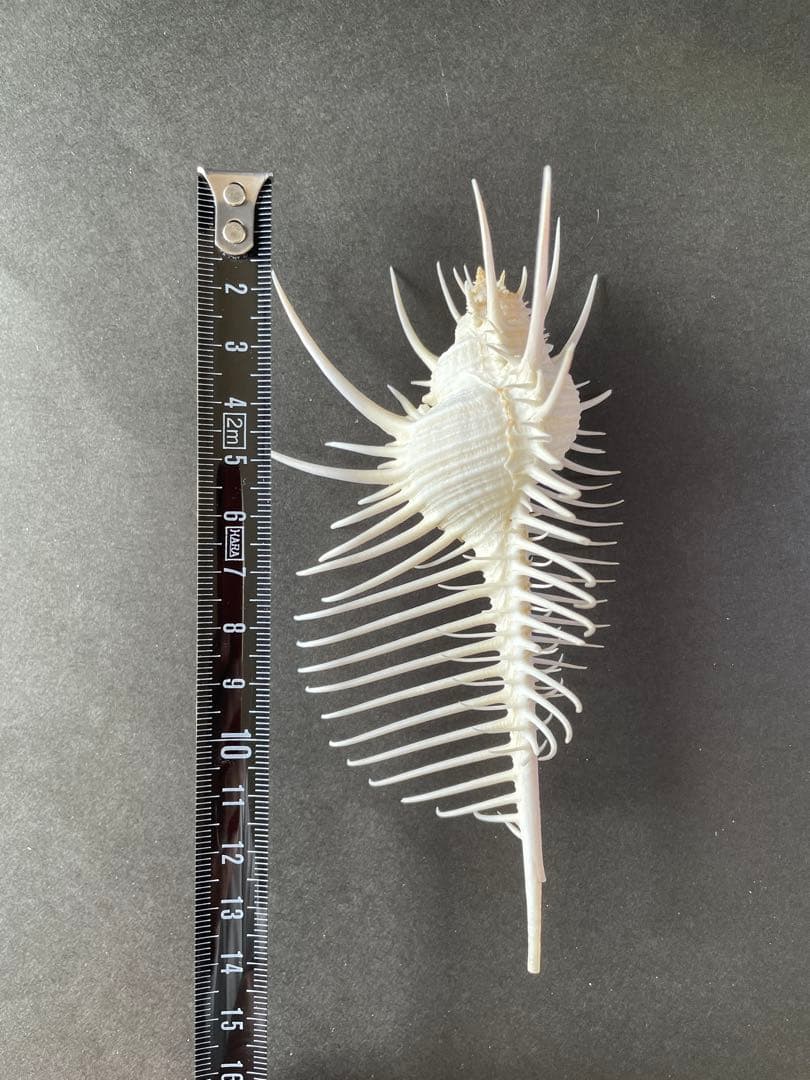 【極美品】天然 貝殻 5点豪華セット（オウムガイ・ホネガイ・シノマキガイ他）