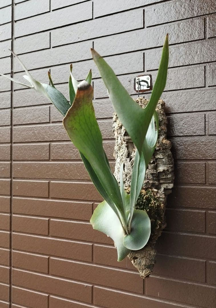 hillii dwarf (oc) ヒリードワーフ　ビカクシダ　NO.3