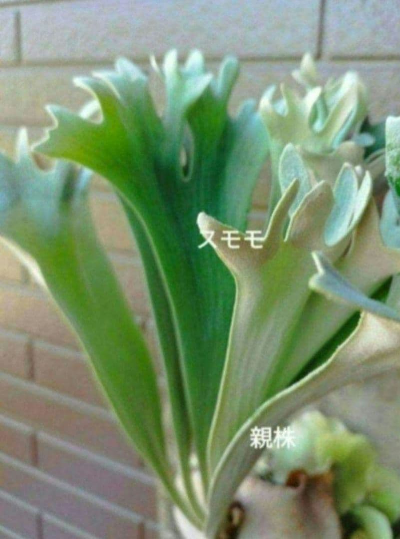 hillii dwarf (oc) ヒリードワーフ　ビカクシダ　NO.3