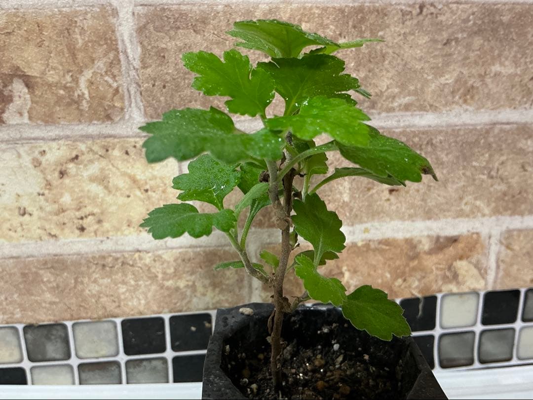 ピンク系小菊　秋咲き