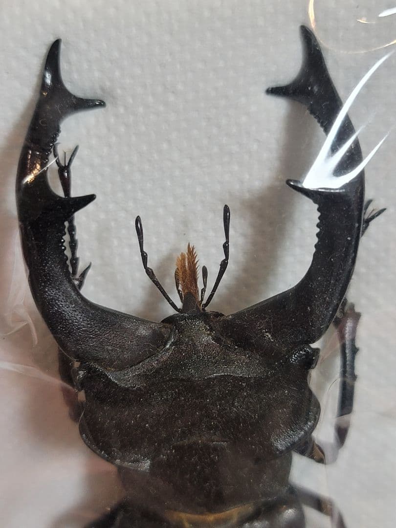 野外品　ケルブスミヤマ　クワガタ 標本