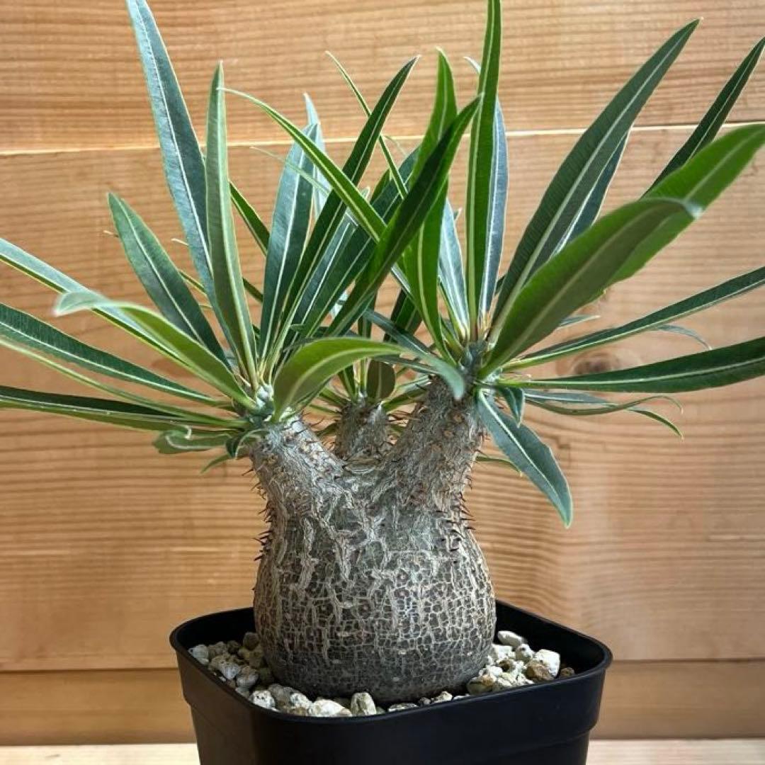 パキポディウムグラキリス 現地球 塊根幅約6cm 発根済み　現品鉢ごと発送