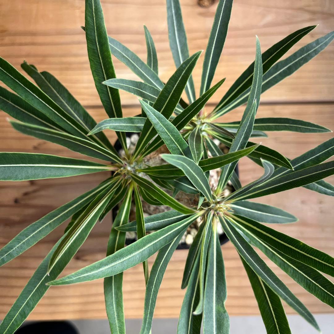 パキポディウムグラキリス 現地球 塊根幅約6cm 発根済み　現品鉢ごと発送