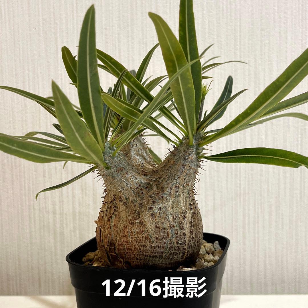 パキポディウムグラキリス 現地球 塊根幅約6cm 発根済み　現品鉢ごと発送