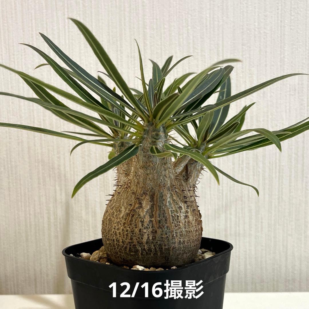 パキポディウムグラキリス 現地球 塊根幅約6cm 発根済み　現品鉢ごと発送