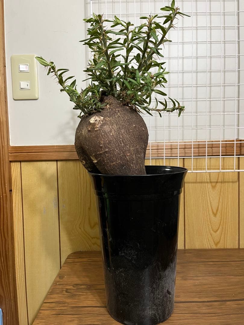 塊根植物・コーデックス ZAMMY