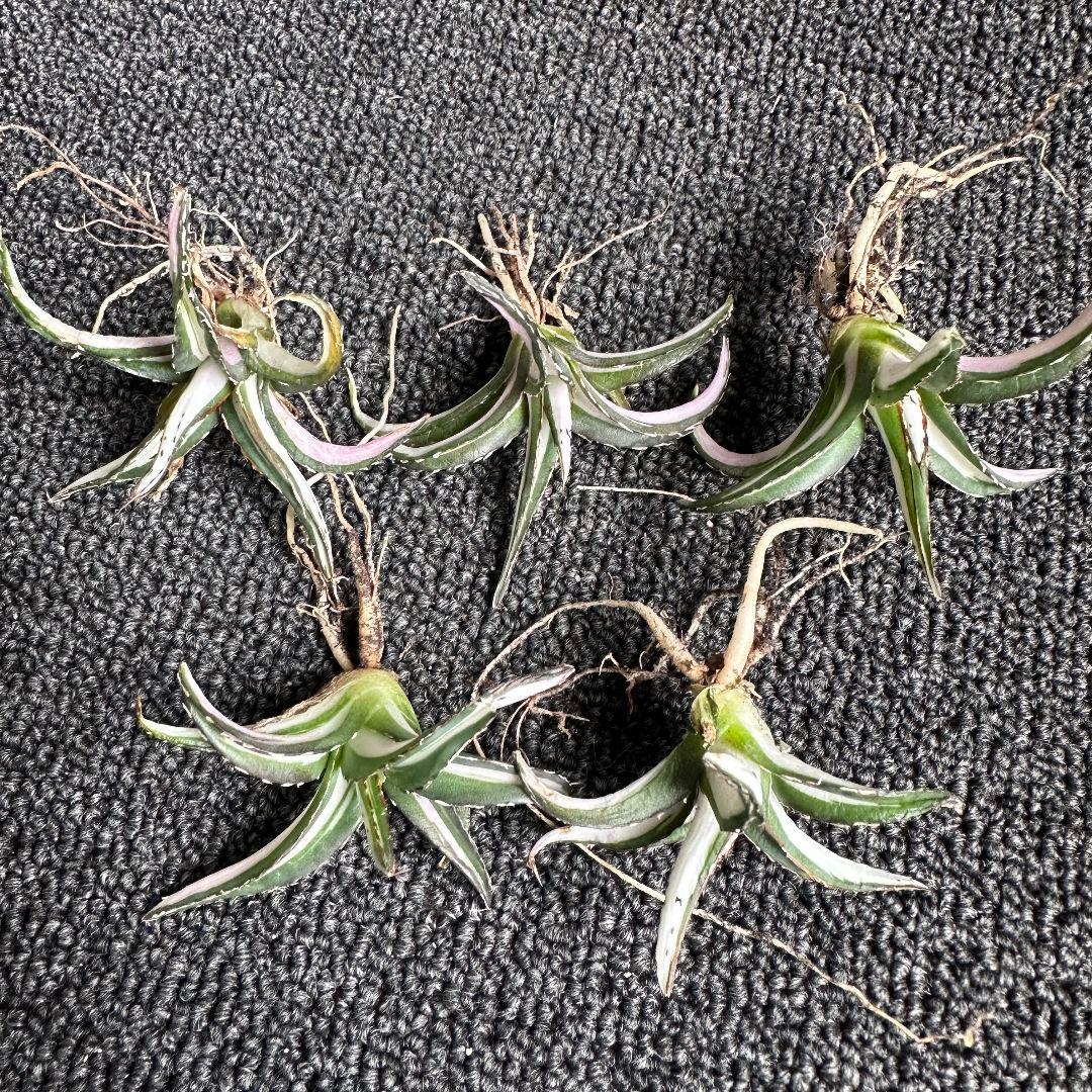 苦*虫様 2009アガベ チタノタ 丸叶氷山錦 白中斑 極上中小株 5株セット