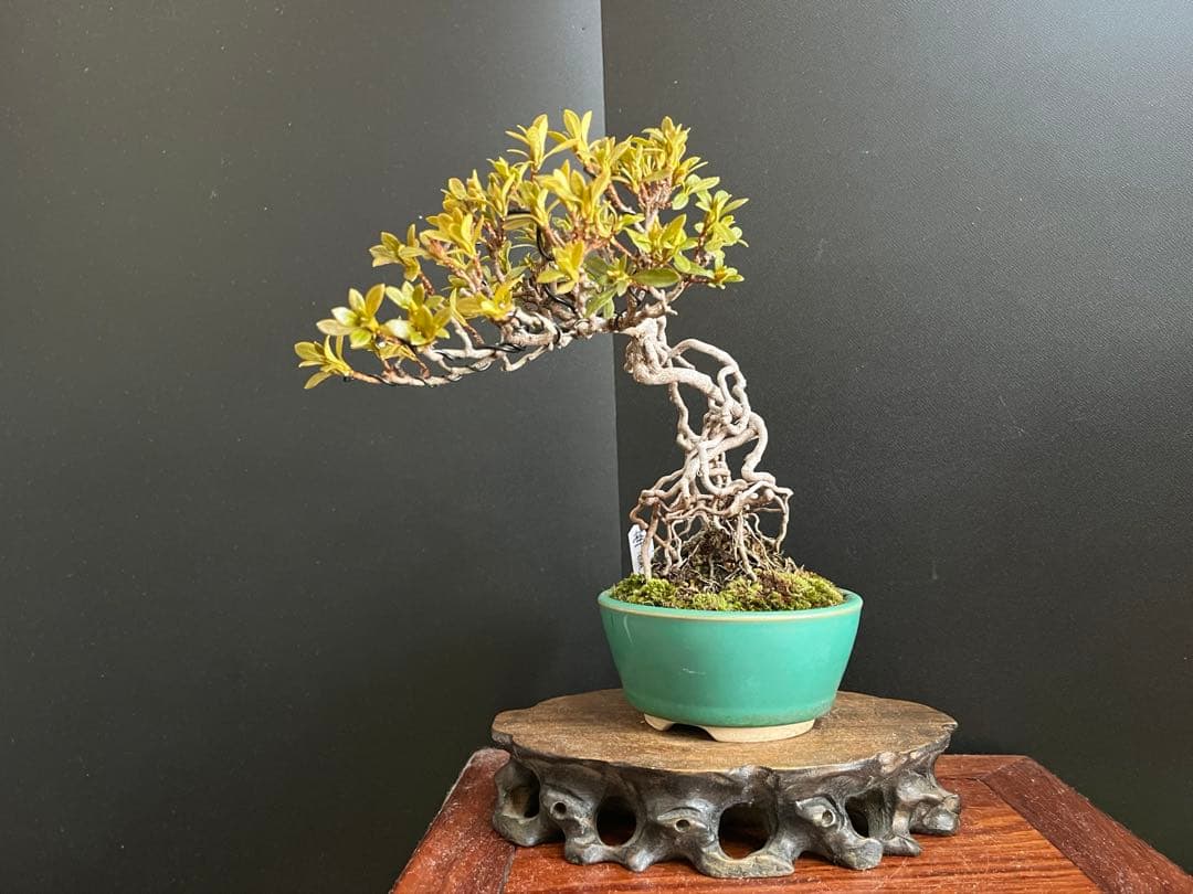 皐月盆栽　華厳　根上がり　小品盆栽　花芽あり　根芸、小葉、(検索用　サツキ、花物