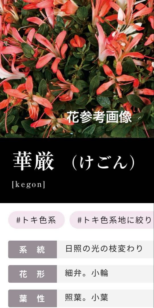 皐月盆栽　華厳　根上がり　小品盆栽　花芽あり　根芸、小葉、(検索用　サツキ、花物