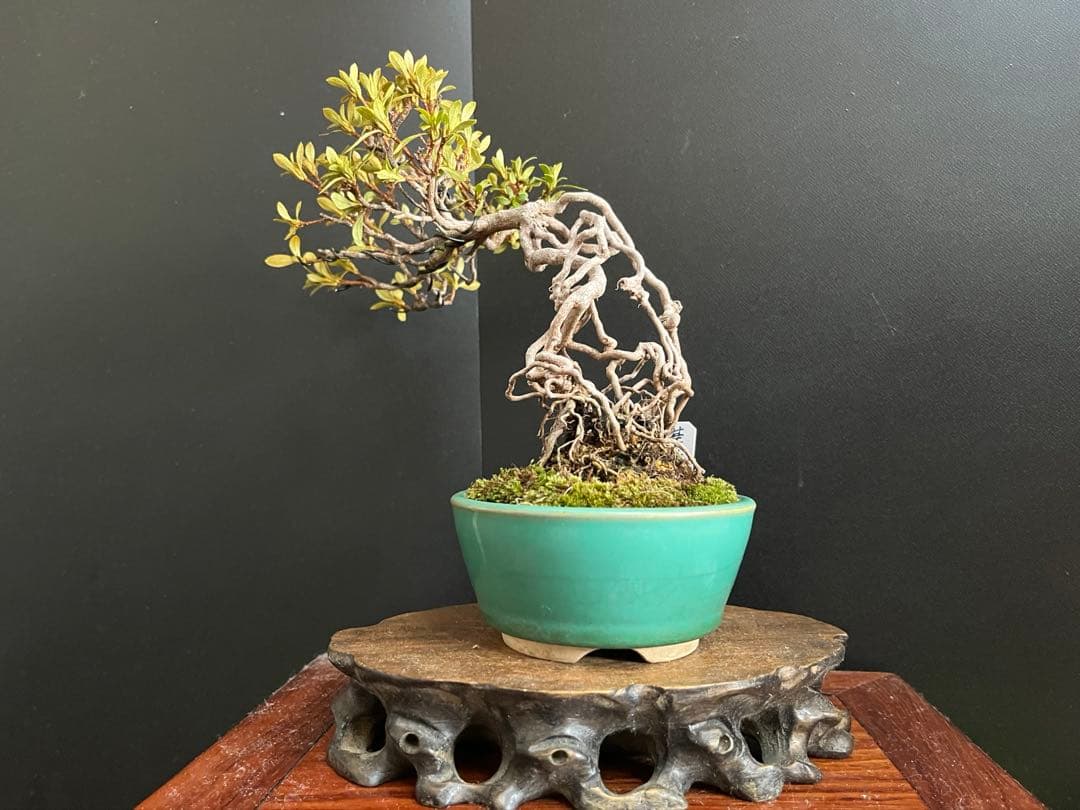 皐月盆栽　華厳　根上がり　小品盆栽　花芽あり　根芸、小葉、(検索用　サツキ、花物