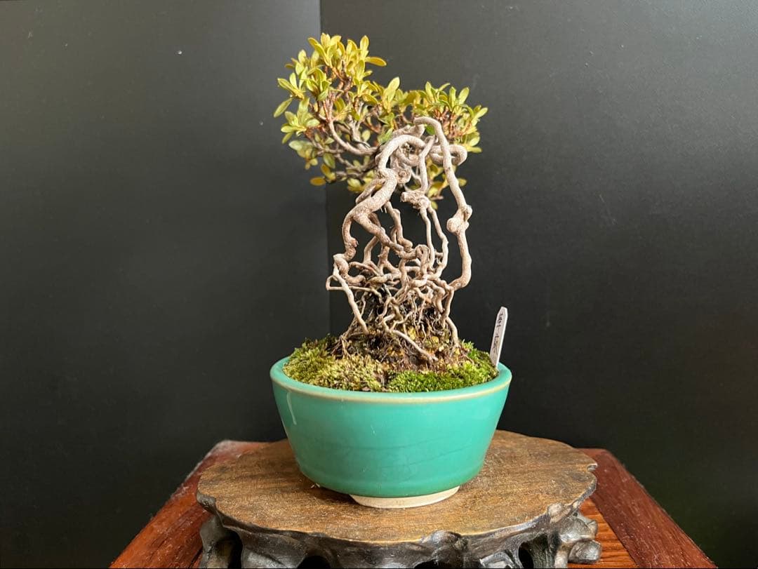 皐月盆栽　華厳　根上がり　小品盆栽　花芽あり　根芸、小葉、(検索用　サツキ、花物