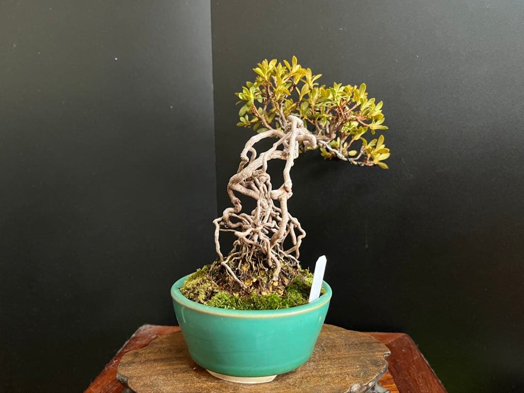 皐月盆栽　華厳　根上がり　小品盆栽　花芽あり　根芸、小葉、(検索用　サツキ、花物