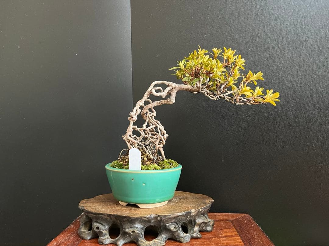 皐月盆栽　華厳　根上がり　小品盆栽　花芽あり　根芸、小葉、(検索用　サツキ、花物