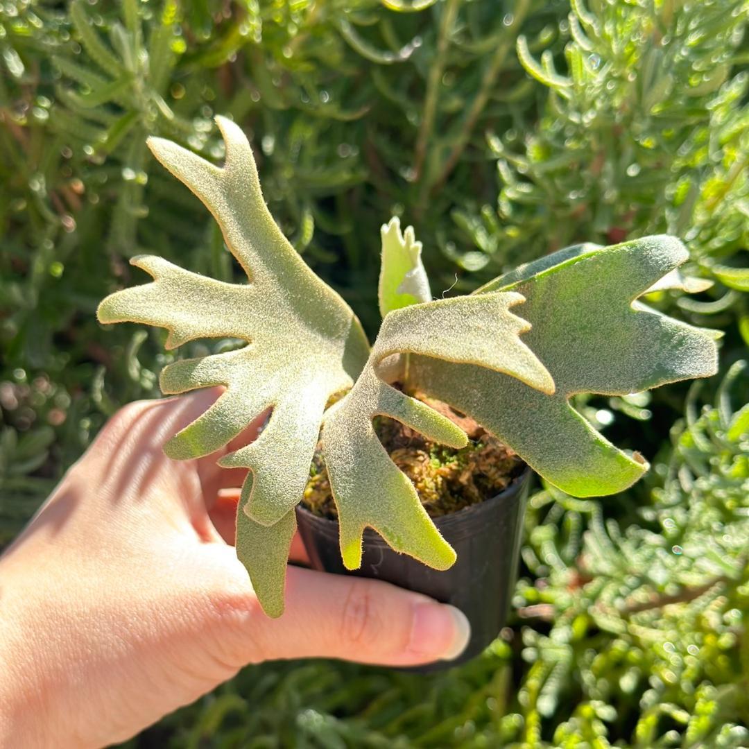 P. willinckii ’Jenny’ TC 2148