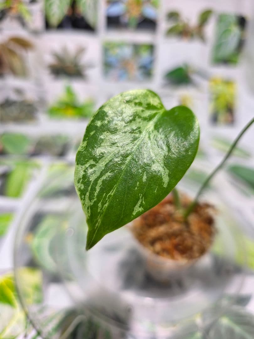 熱帯植物　‼️レア‼️モンステラ　バルバソー　斑入り