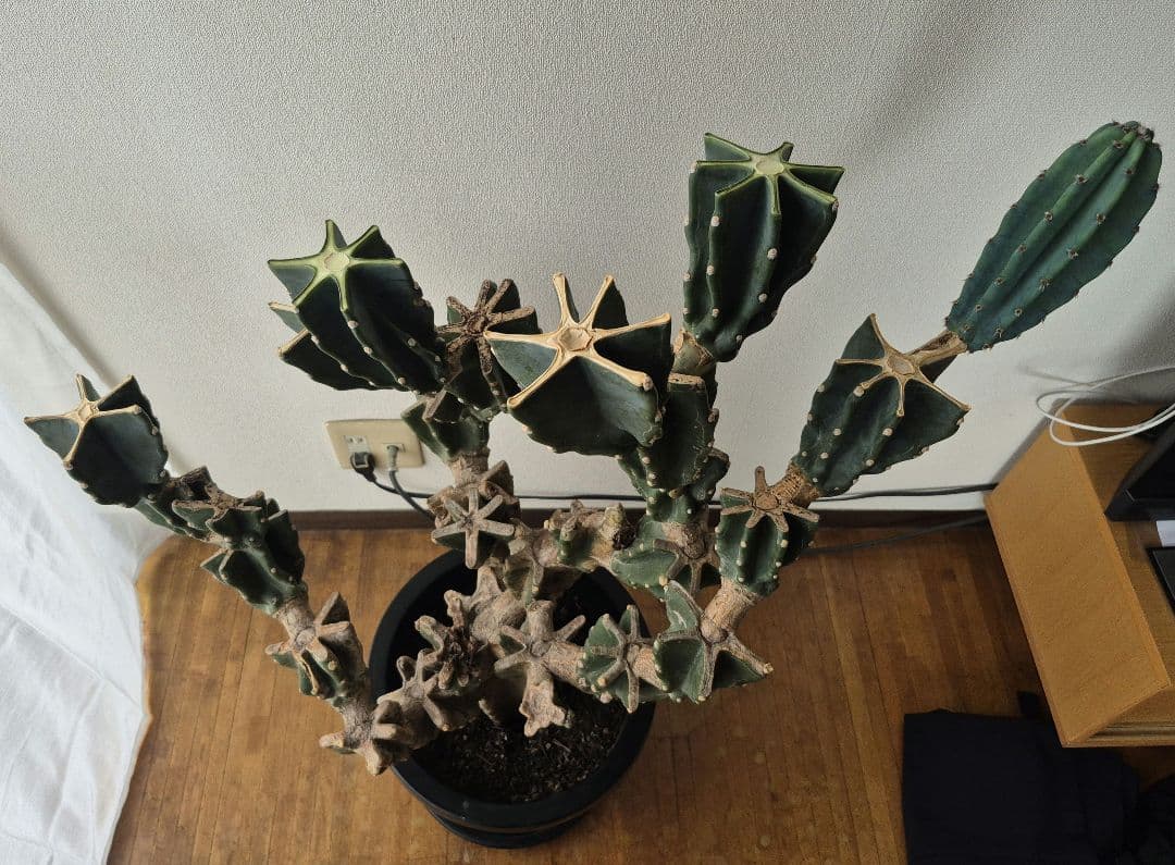 柱サボテン ブランチ 古木仕立て ハシラサボテン　鬼面角　キメンカク　10号鉢