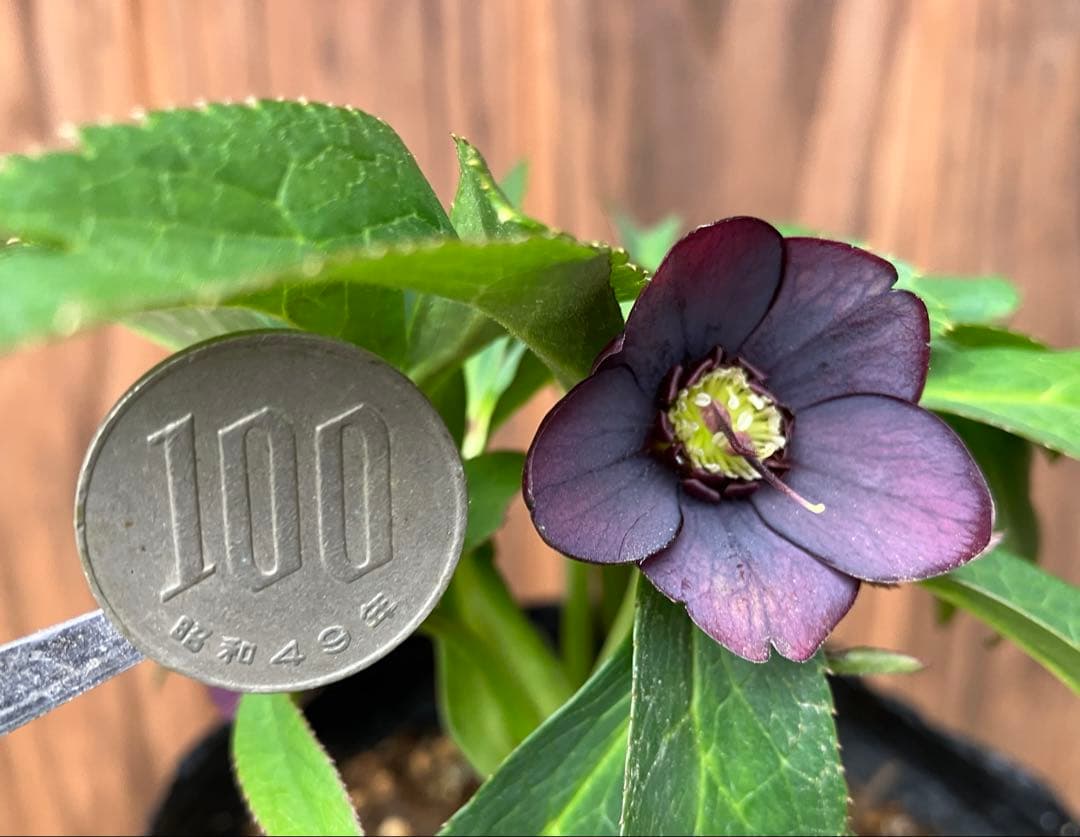 原種クリスマスローズ　開花株　クロアチカス交配　小輪　充実株　ポットのまま発送