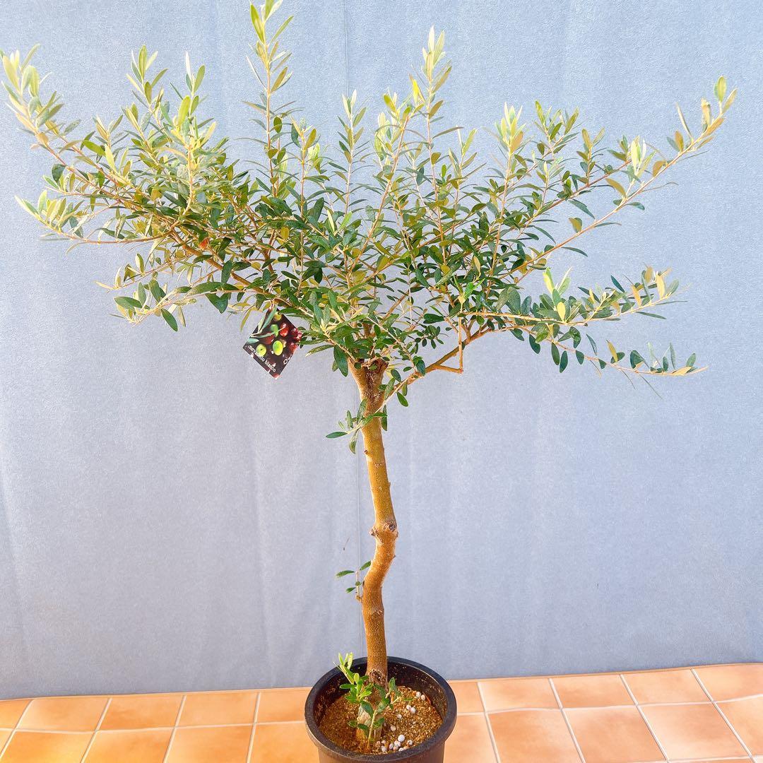 現品　創樹　オリーブの木　オリーブ　ネバディロブランコ　7　観葉植物　souju