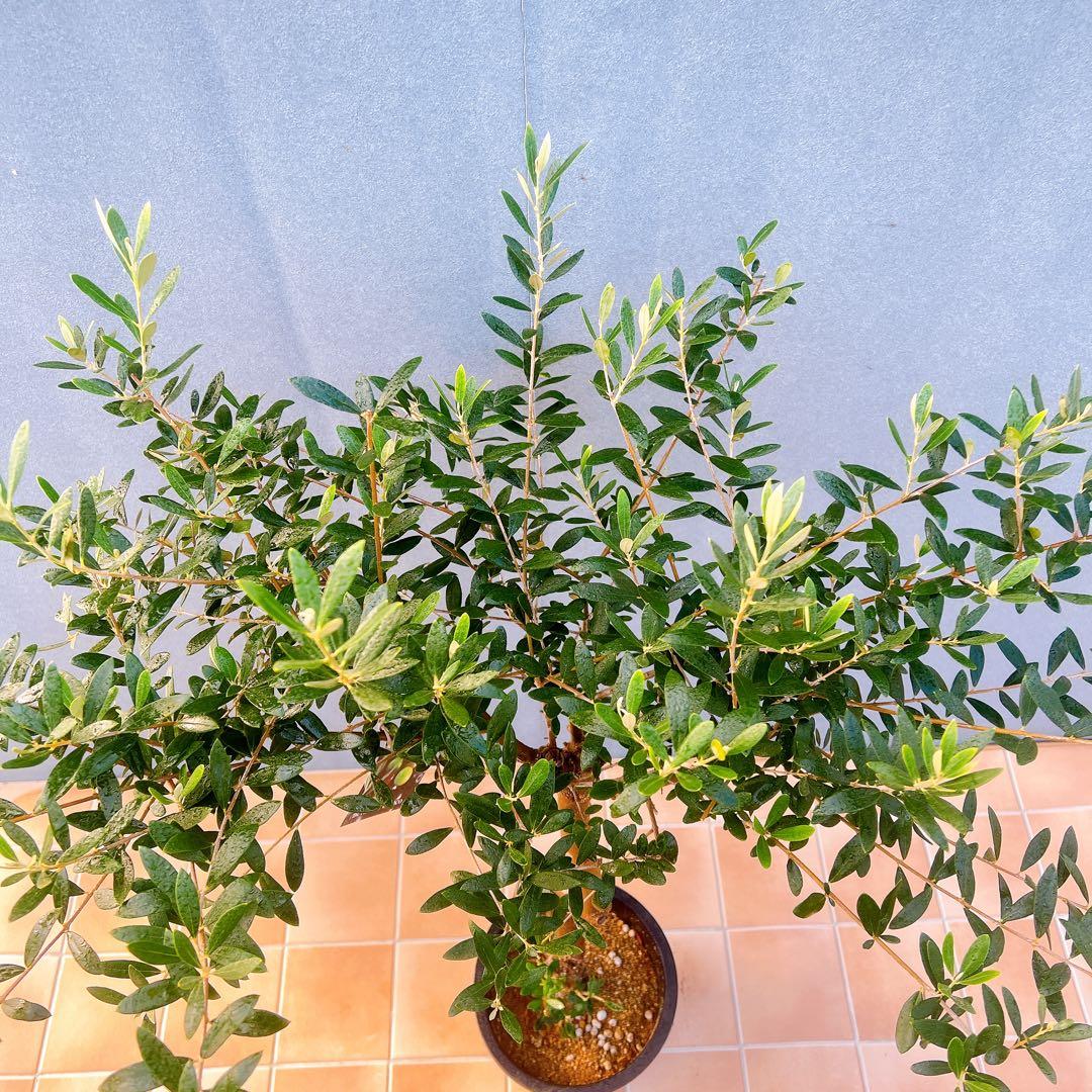 現品　創樹　オリーブの木　オリーブ　ネバディロブランコ　7　観葉植物　souju