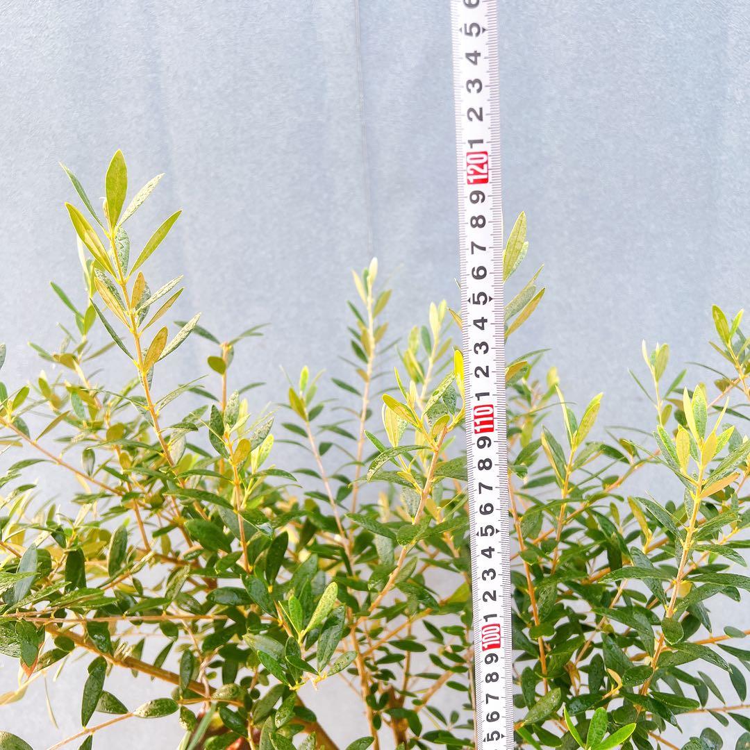 現品　創樹　オリーブの木　オリーブ　ネバディロブランコ　7　観葉植物　souju