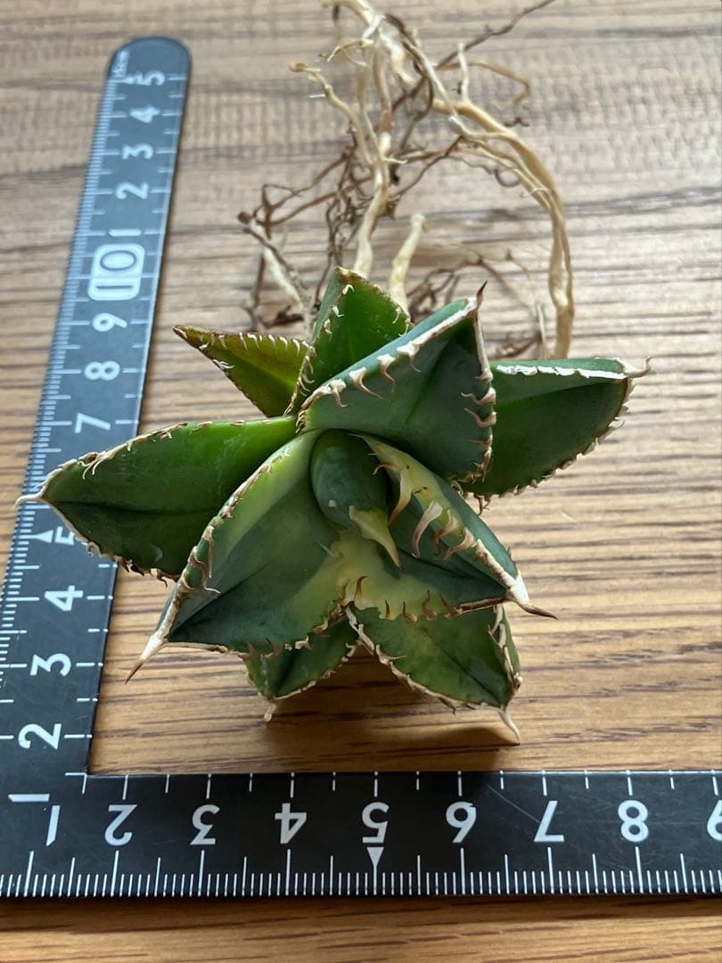 赤*バ様 【初売りオークション】107 根付き　美株　アガベ　白豪刺錦　TC 覆