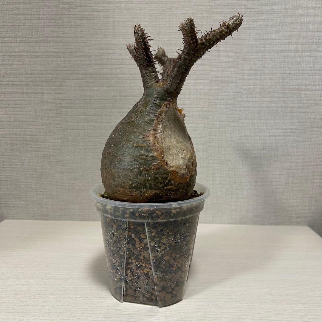 パキポディウム・グラキリス①　発根済み　現地球