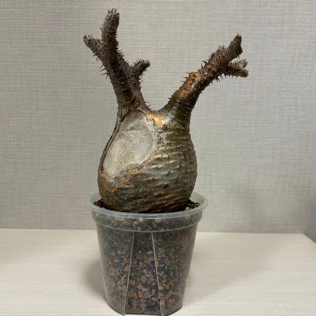 パキポディウム・グラキリス①　発根済み　現地球