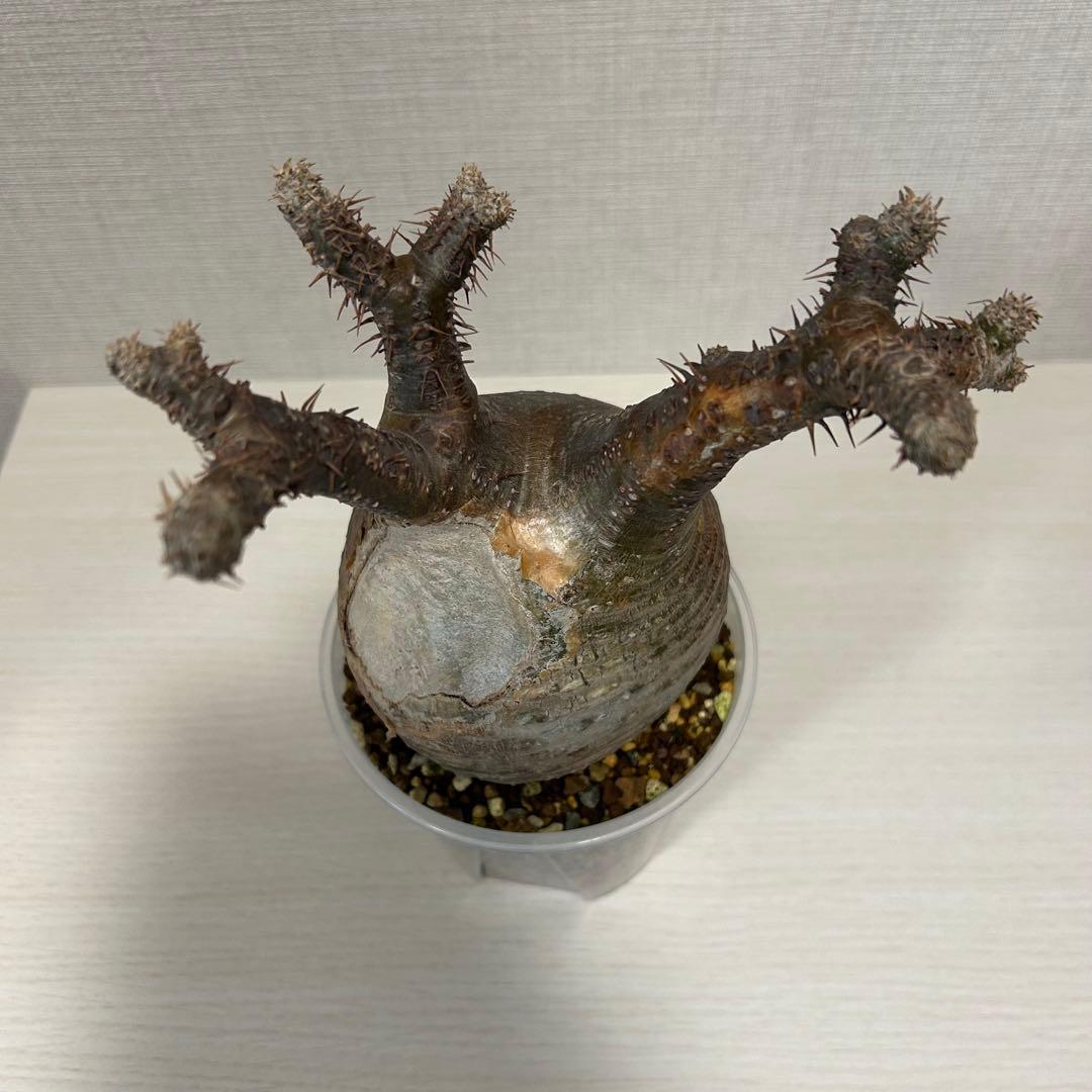 パキポディウム・グラキリス①　発根済み　現地球