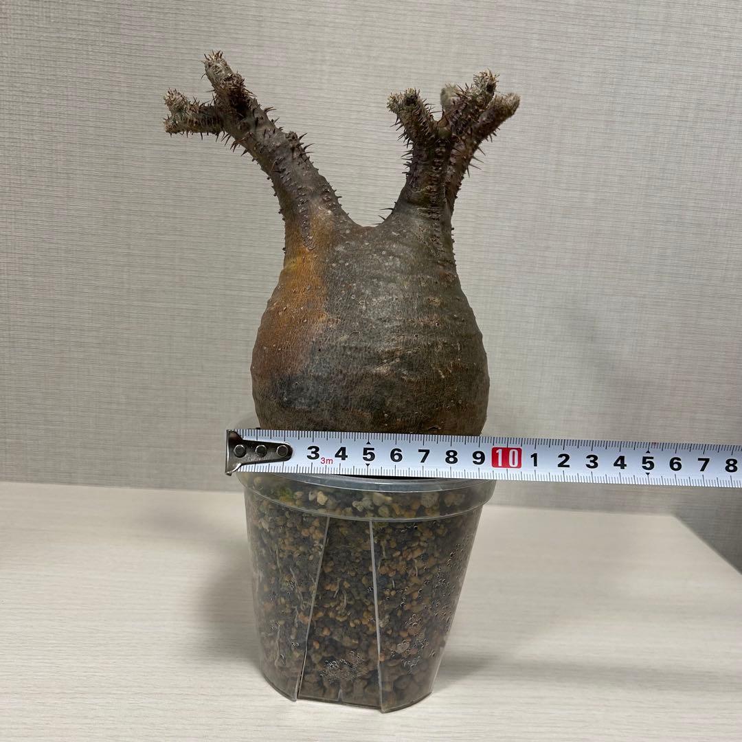 パキポディウム・グラキリス①　発根済み　現地球