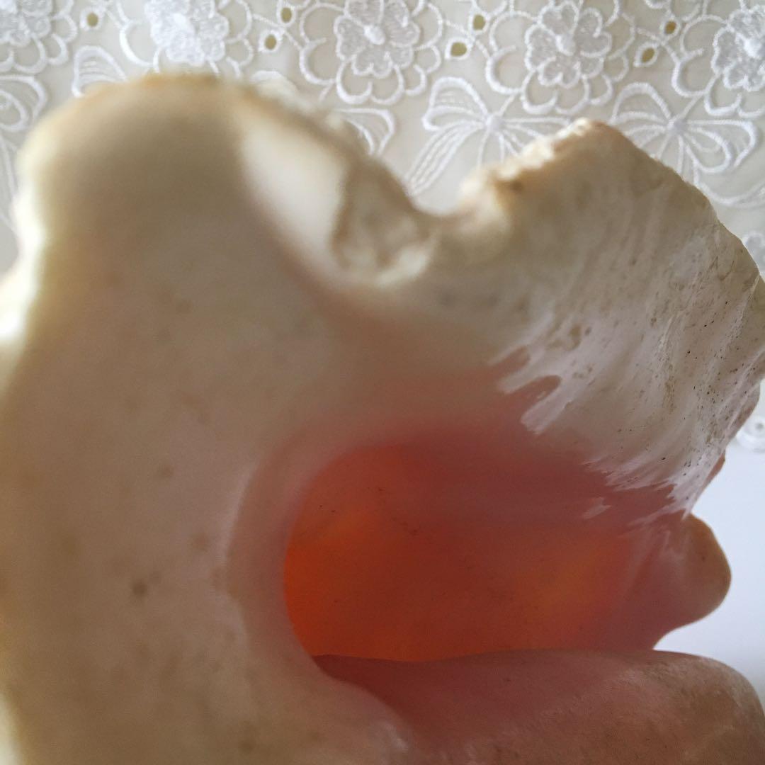 貝の置物