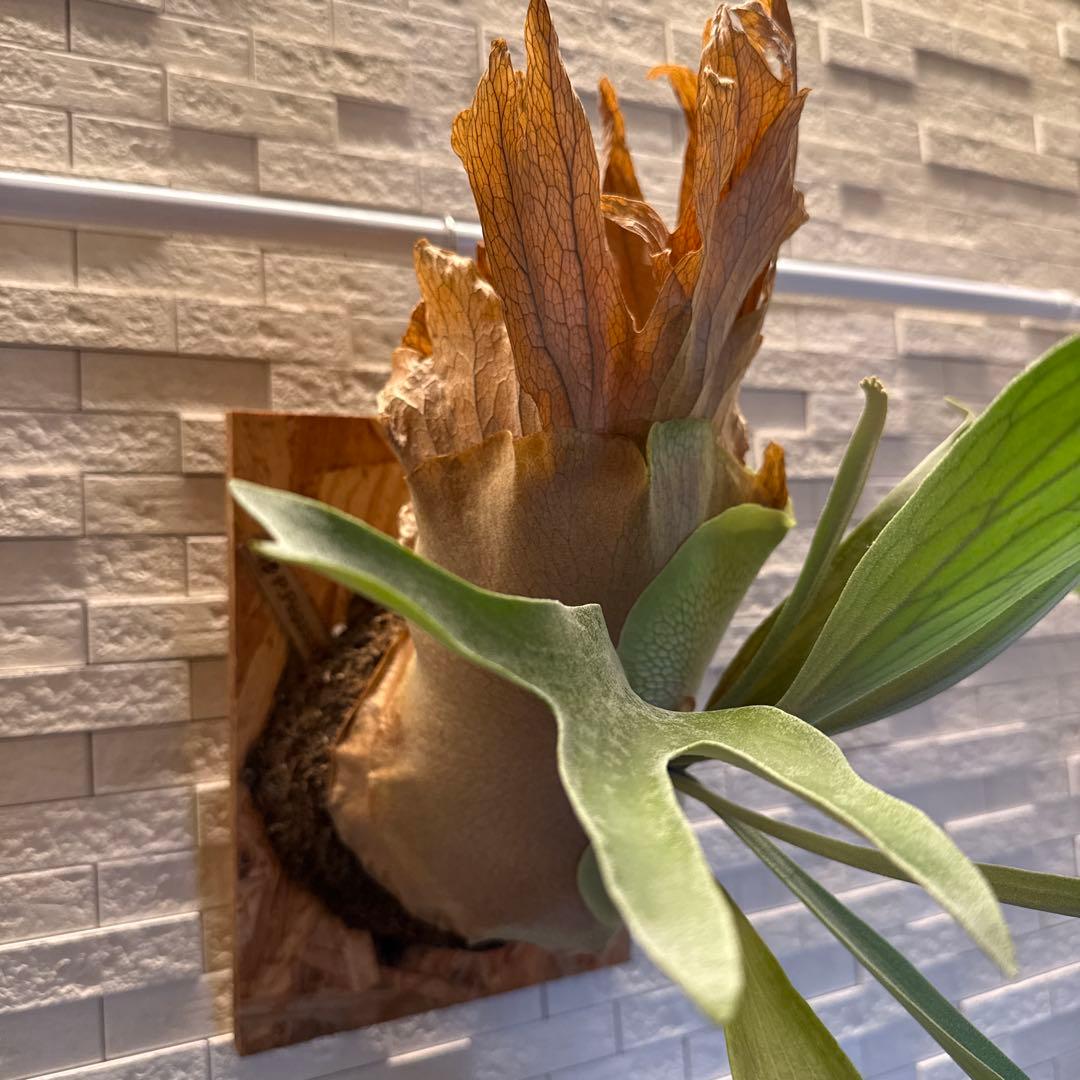 ビカクシダ　P.ペガサス