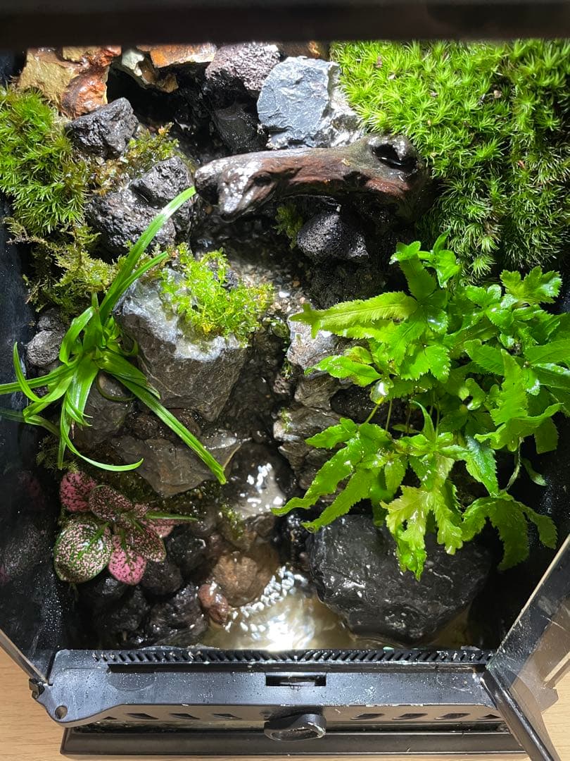 【完成品】2段の滝があるアクアテラリウム