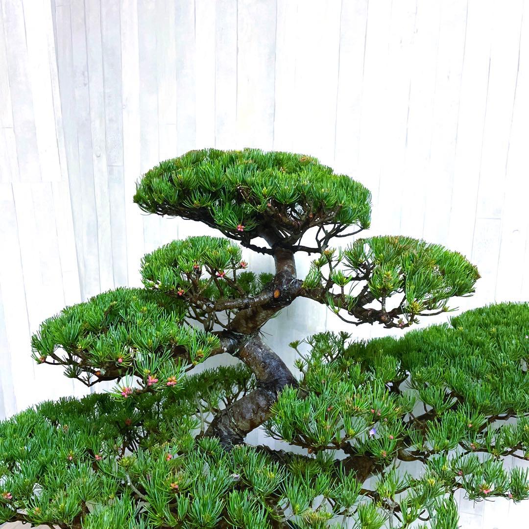 じ*ぱ様 銀八房五葉松『盆栽』樹齢推定40年以上。全長100㎝。