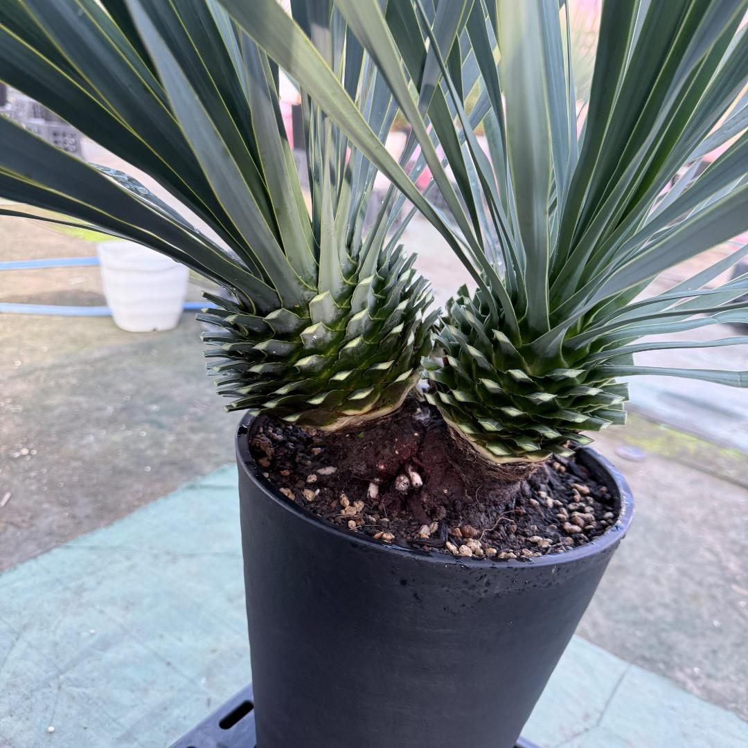 【AL1174】ユッカ　ロストラータ　トリプルヘッド