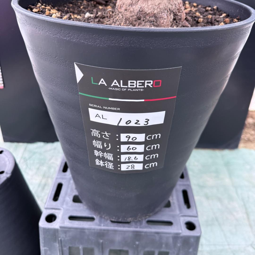 【AL1023】ユッカ　ロストラータ