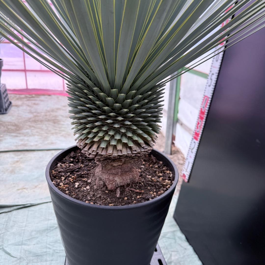 【AL1023】ユッカ　ロストラータ