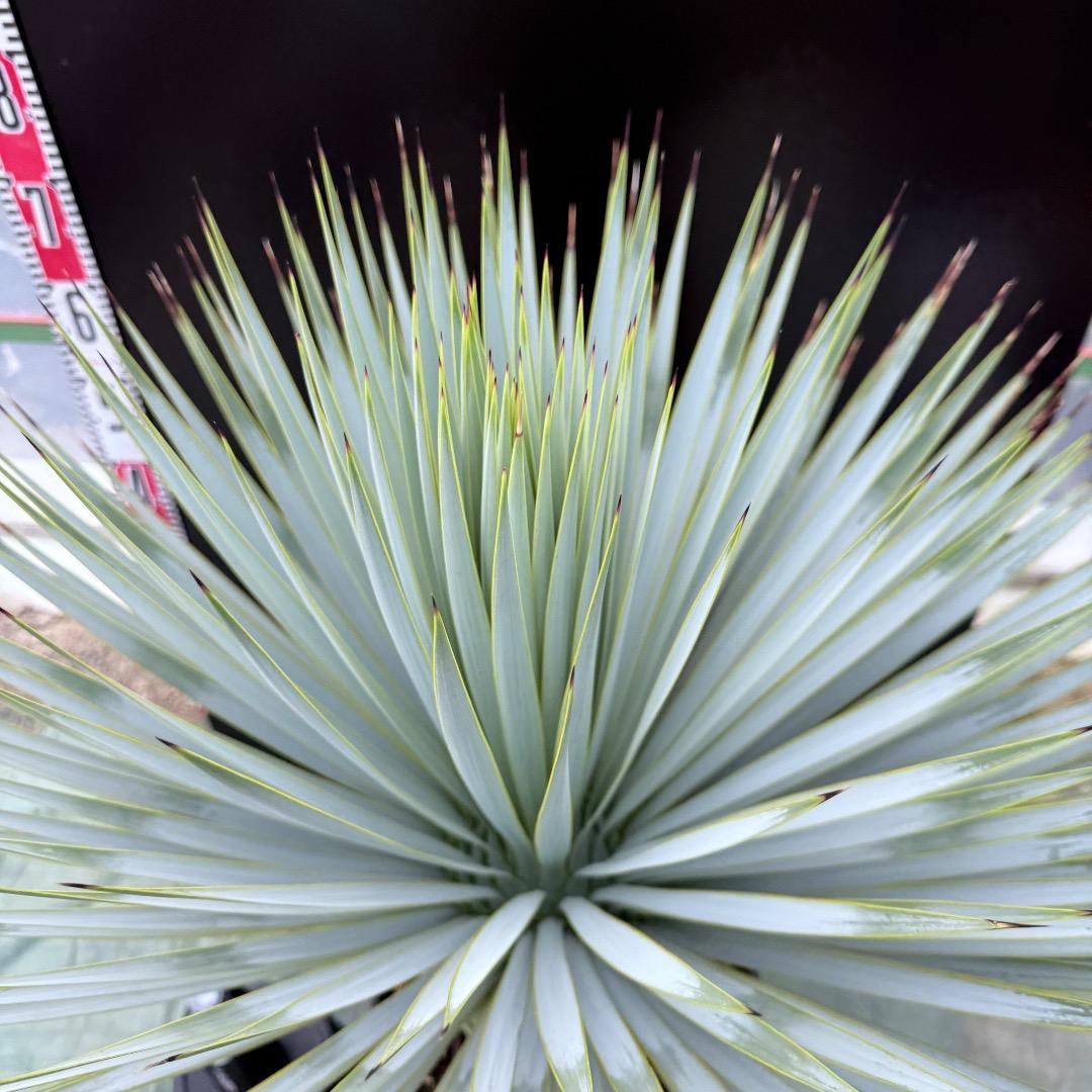 【AL1023】ユッカ　ロストラータ