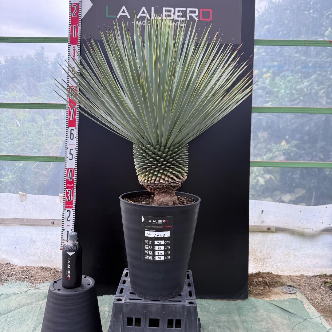 【AL1023】ユッカ　ロストラータ