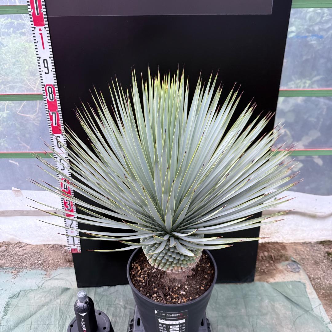 【AL1023】ユッカ　ロストラータ