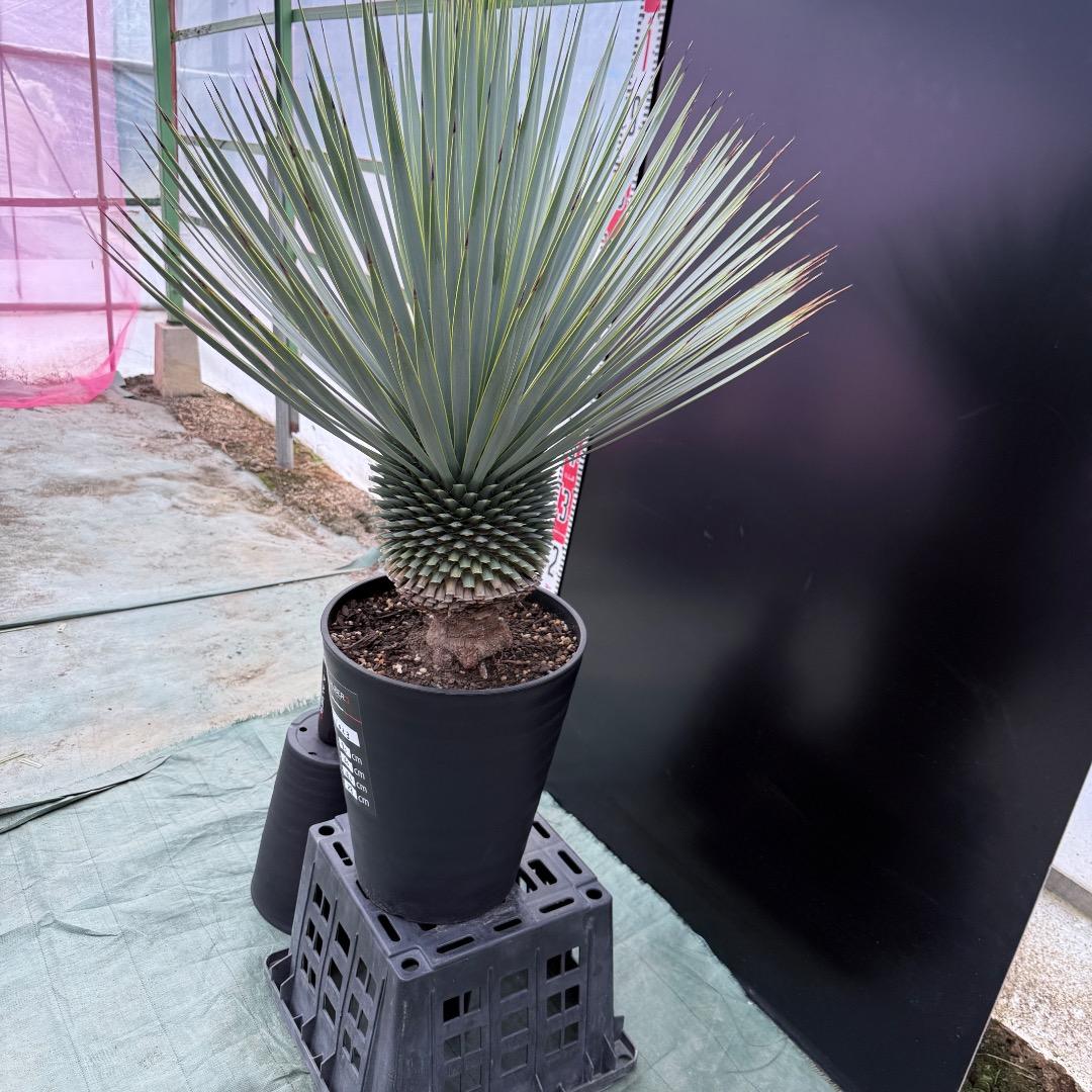 【AL1023】ユッカ　ロストラータ