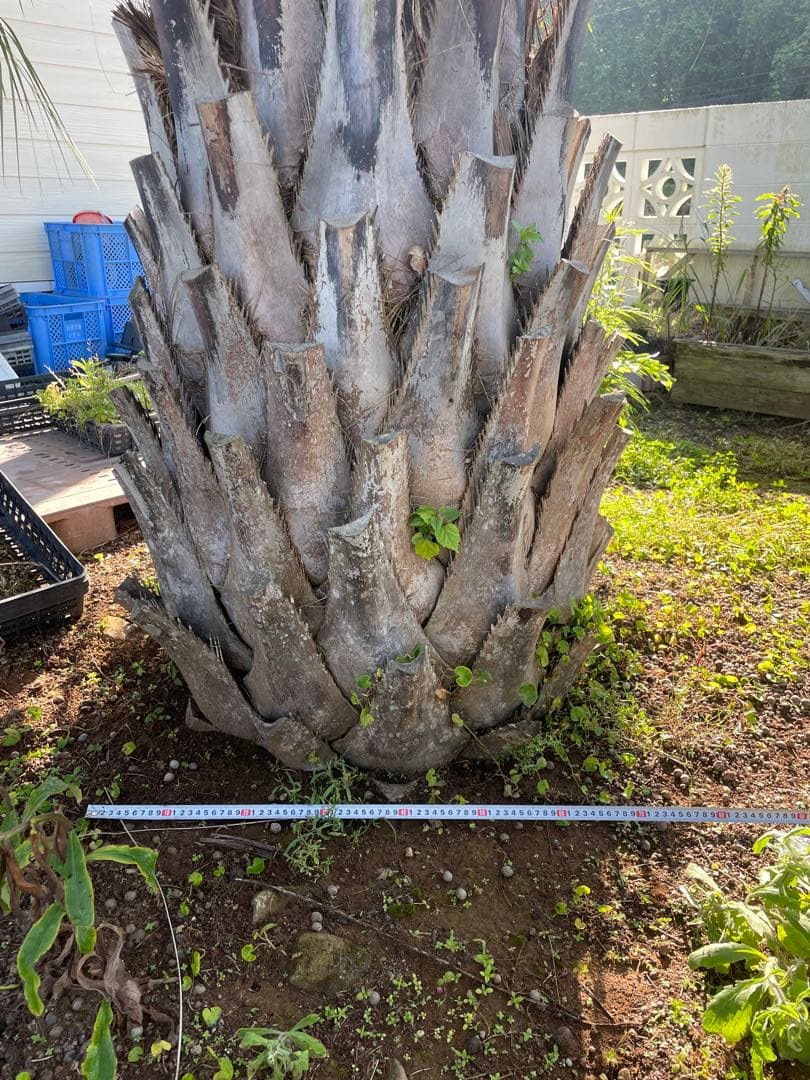 ココスヤシ　人気サイズ　極太　葉尺４m シンボルツリー