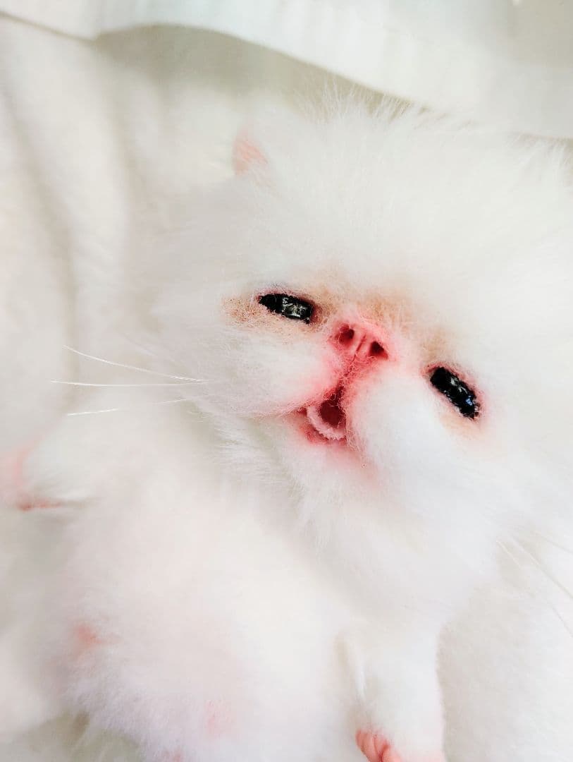 ach様❤オーダー♡生後15日お腹ぽっこり子猫ちゃん♡アートドール♡ぬいぐるみ♡