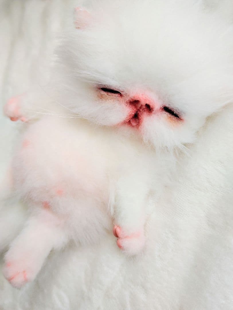 ach様❤オーダー♡生後15日お腹ぽっこり子猫ちゃん♡アートドール♡ぬいぐるみ♡