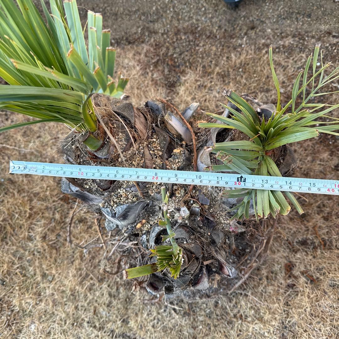 ココスヤシの木みたいなの観葉植物 若い芽付き