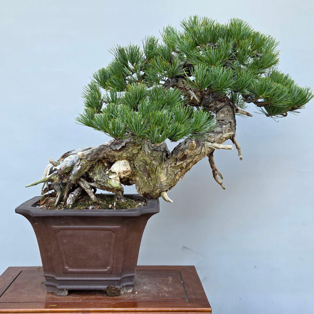 五葉松　[山木舎利幹半懸崖]]　大品盆栽