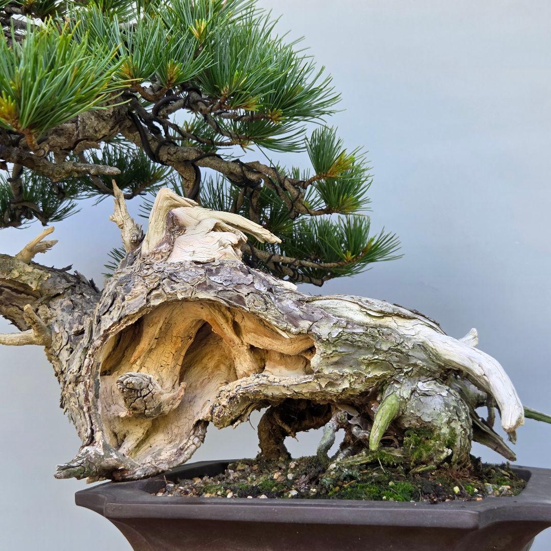 五葉松　[山木舎利幹半懸崖]]　大品盆栽