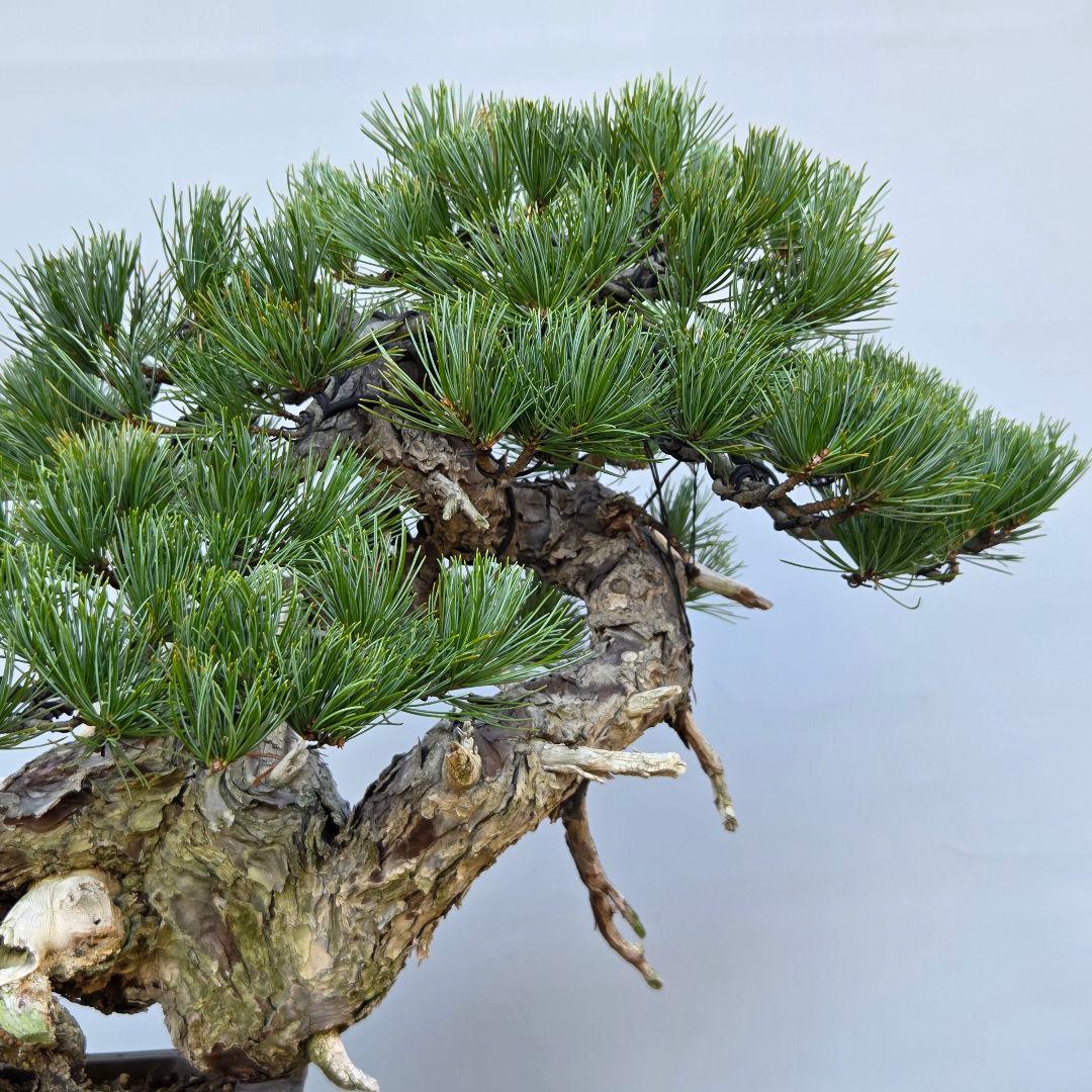 五葉松　[山木舎利幹半懸崖]]　大品盆栽