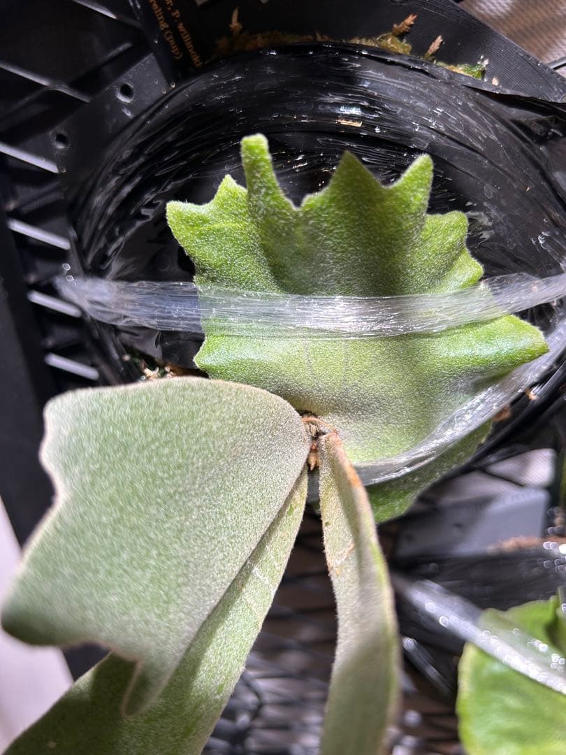 ビカクシダ willinckii mix spore Predator, SPA,Kai 2